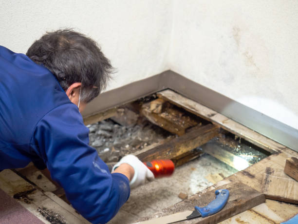 Trusted Lake Park, NC Mold Remediation Experts
