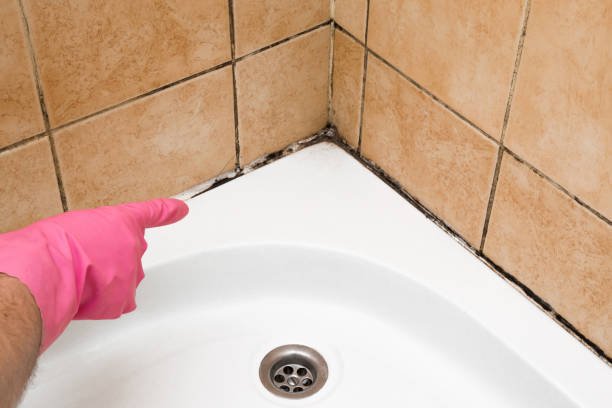Best Bathroom Mold Remediation in Lake Park, NC